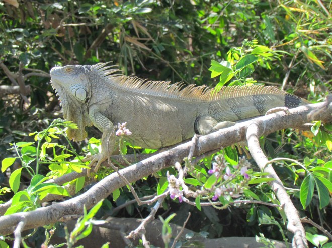 Tempisque River, Palo Verde National Park, Costa Rica