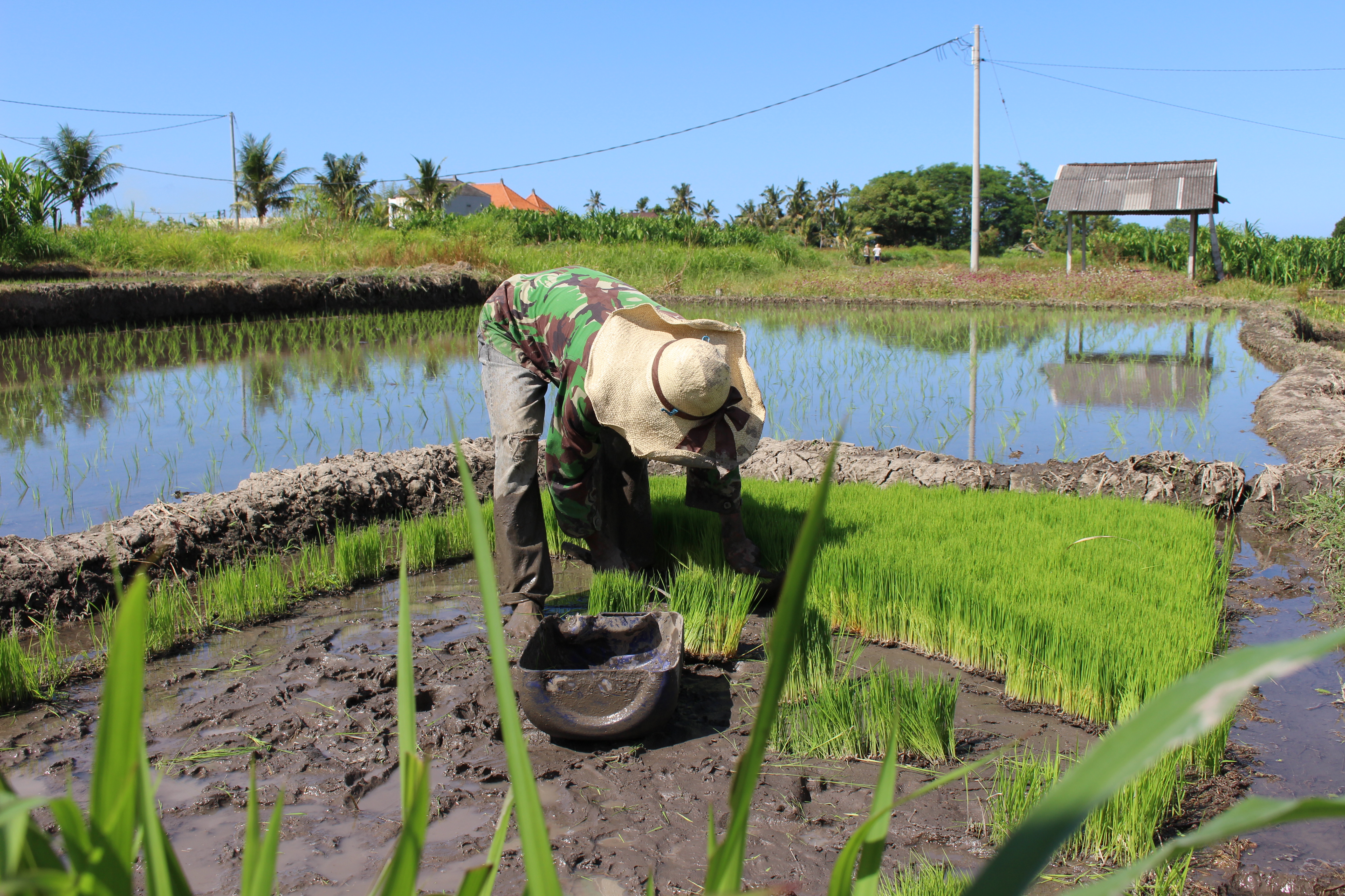 Rice Farming, Bali