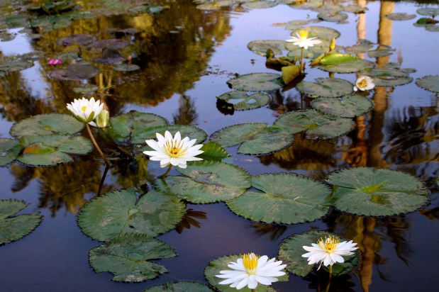 Bali’s Unforgettable Ubud