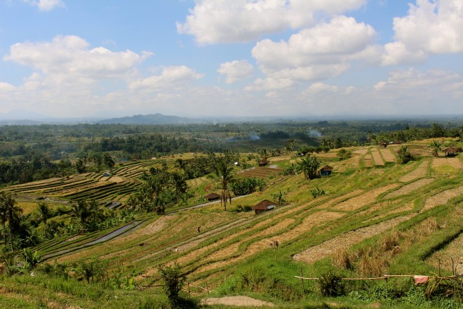 Rice Terraces, Bali