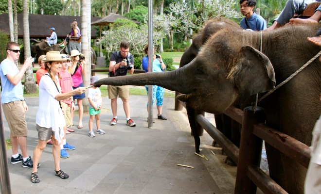 Elephant Safari Park, Bali