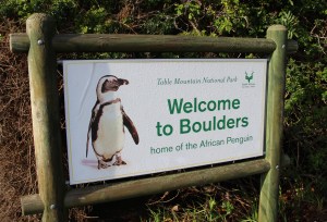 Boulders Beach, Table Mountain National Park