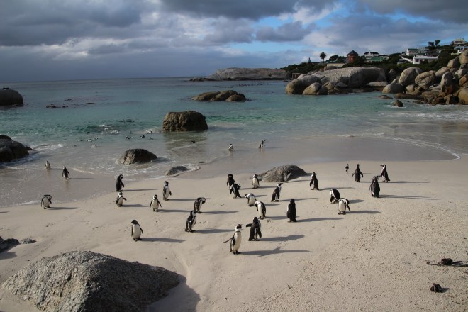 Boulders Penguin Colony, Table Mountain National Park