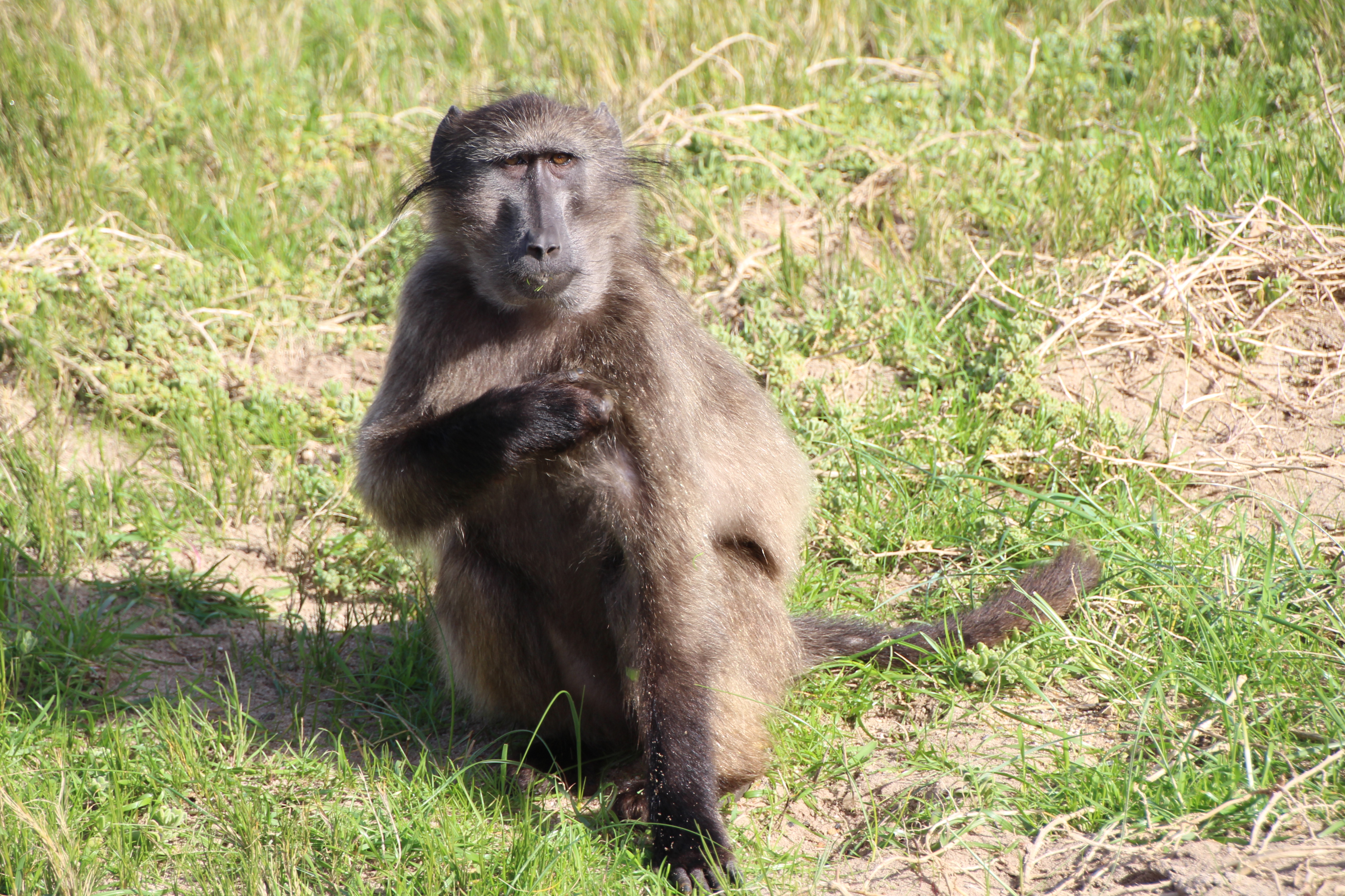Table Mountain National Park South Africa