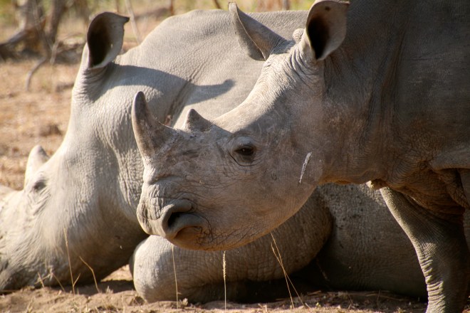 Sabi Sands rhino