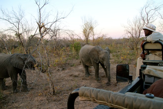 Sabi Sands South Africa