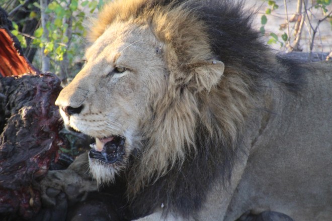 Sabi Sabi South Africa