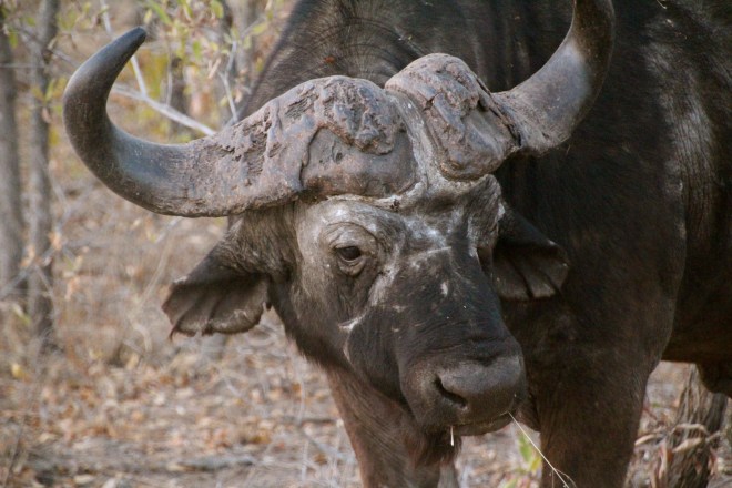 Sabi Sabi South Africa