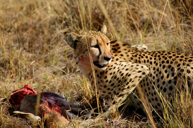 Sabi Sabi South Africa