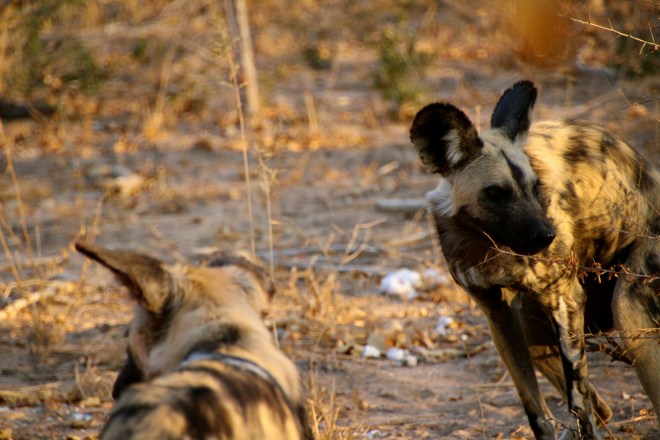 Sabi Sabi South Africa