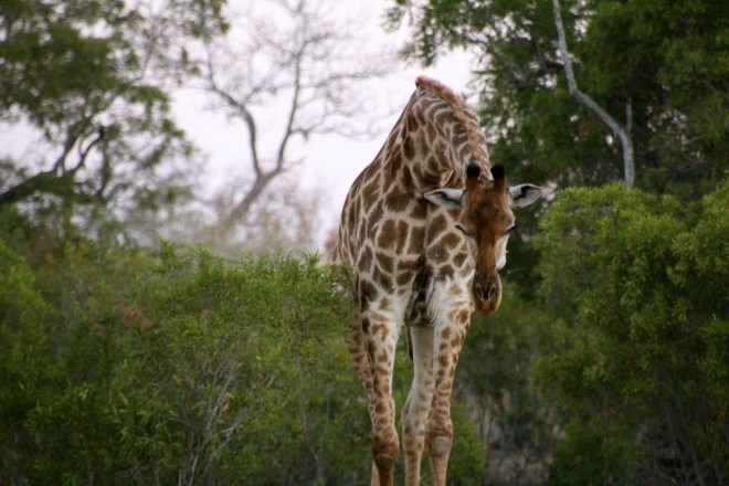 Sabi Sabi South Africa