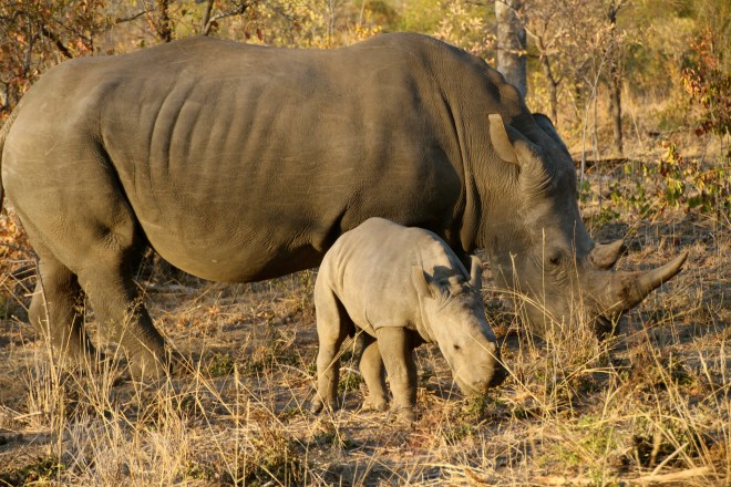 Sabi Sabi South Africa