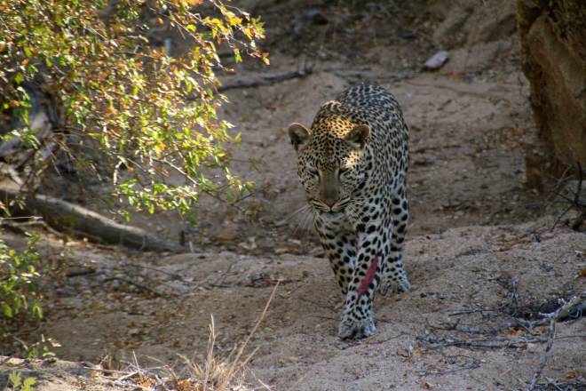 Sabi Sabi South Africa