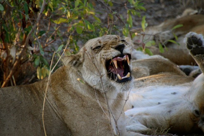 Sabi Sabi South Africa