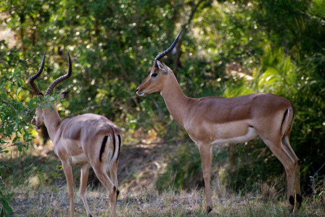 Sabi Sands South Africa