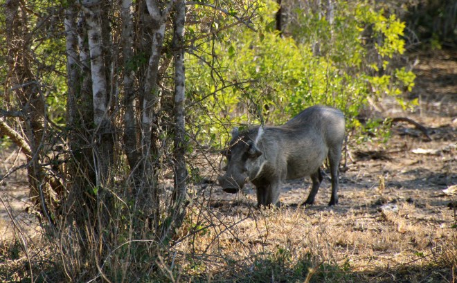 Sabi Sands South Africa Warthog