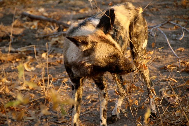 Sabi Sands South Africa