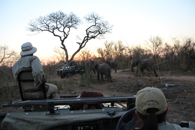 Sabi Sands South Africa