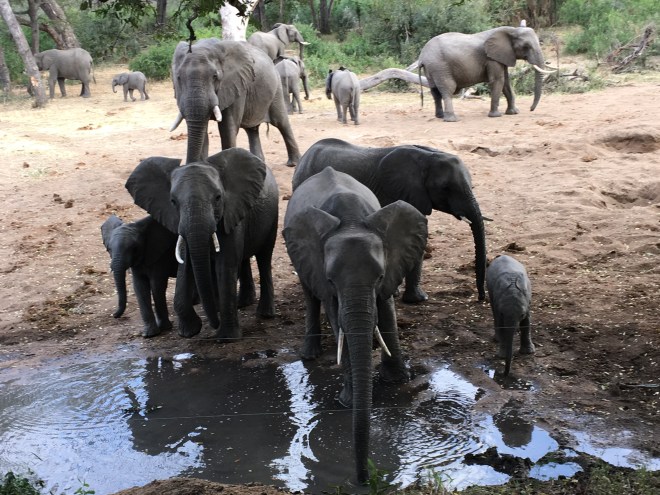 Tintswalo Lodge, Manyeleti