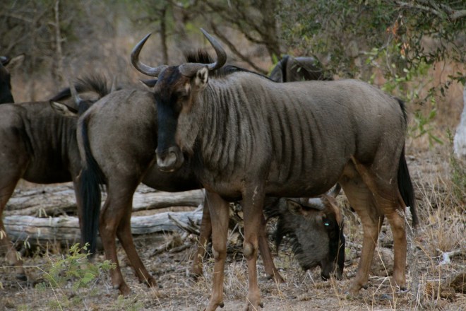 Wildebeast, Tintswalo, Manyeleti