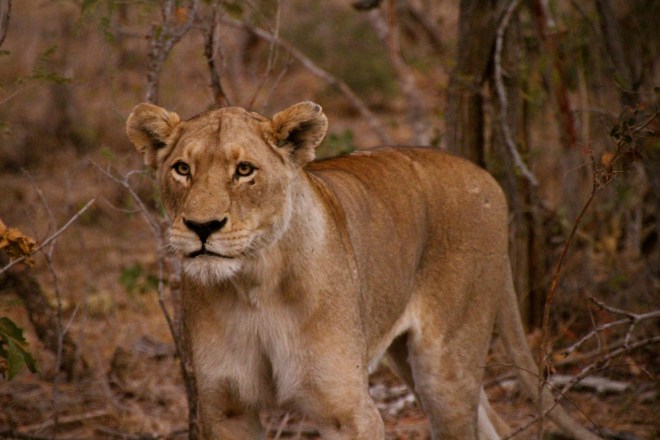 TIntswalo Lodge, Manyeleti