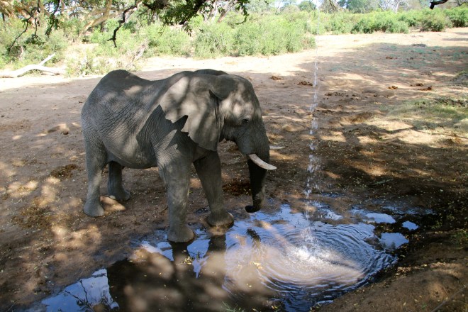 Tintswalo, Manyeleti