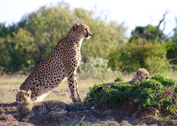 What to Expect on Safari in Maasai Mara,&nbsp;Kenya