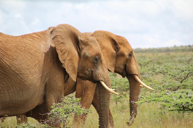 Safari in The Laikipia Reserve,&nbsp;Kenya