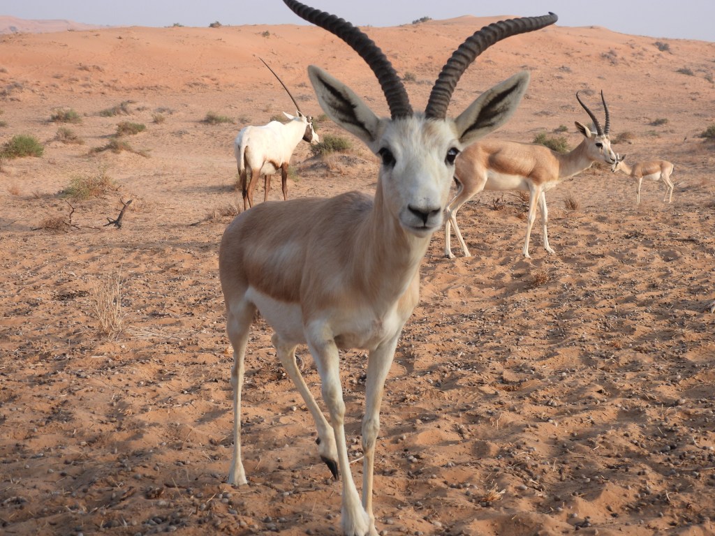 Ritz Carton Al Khaimah Al Wadi Desert four by four desert safari to explore wildlife 